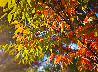 Fall Foliage at MAryborough StationDomain by Botanical Traditions